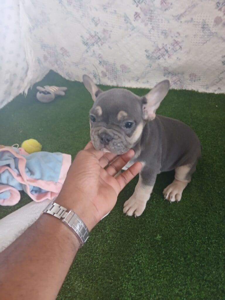 Lilia French Bulldog available for re-homing!