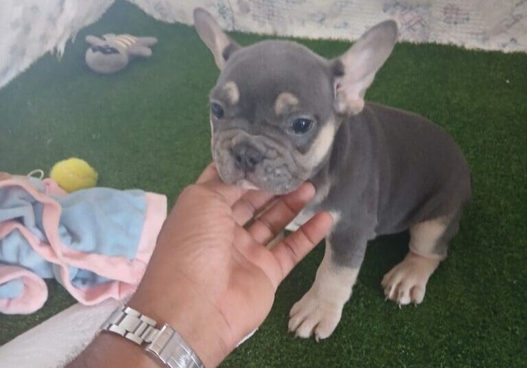 Lilia French Bulldog available for re-homing!